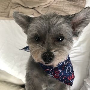 Meet your Posher, Dylan